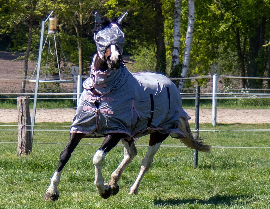 Fly Rug with Neck - Horse Fly Sheet