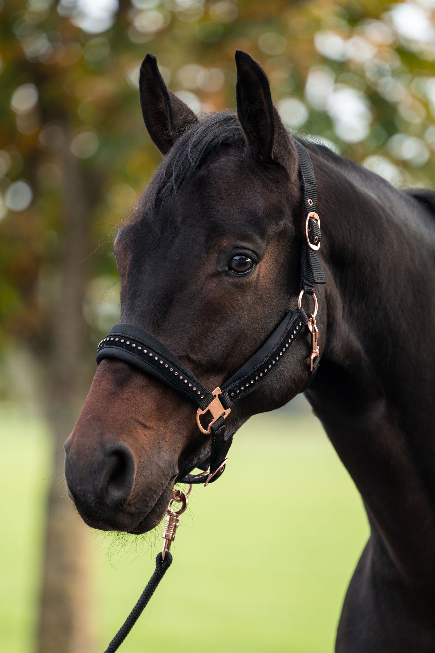 Berry Horse Head Collar - Halter for Horses