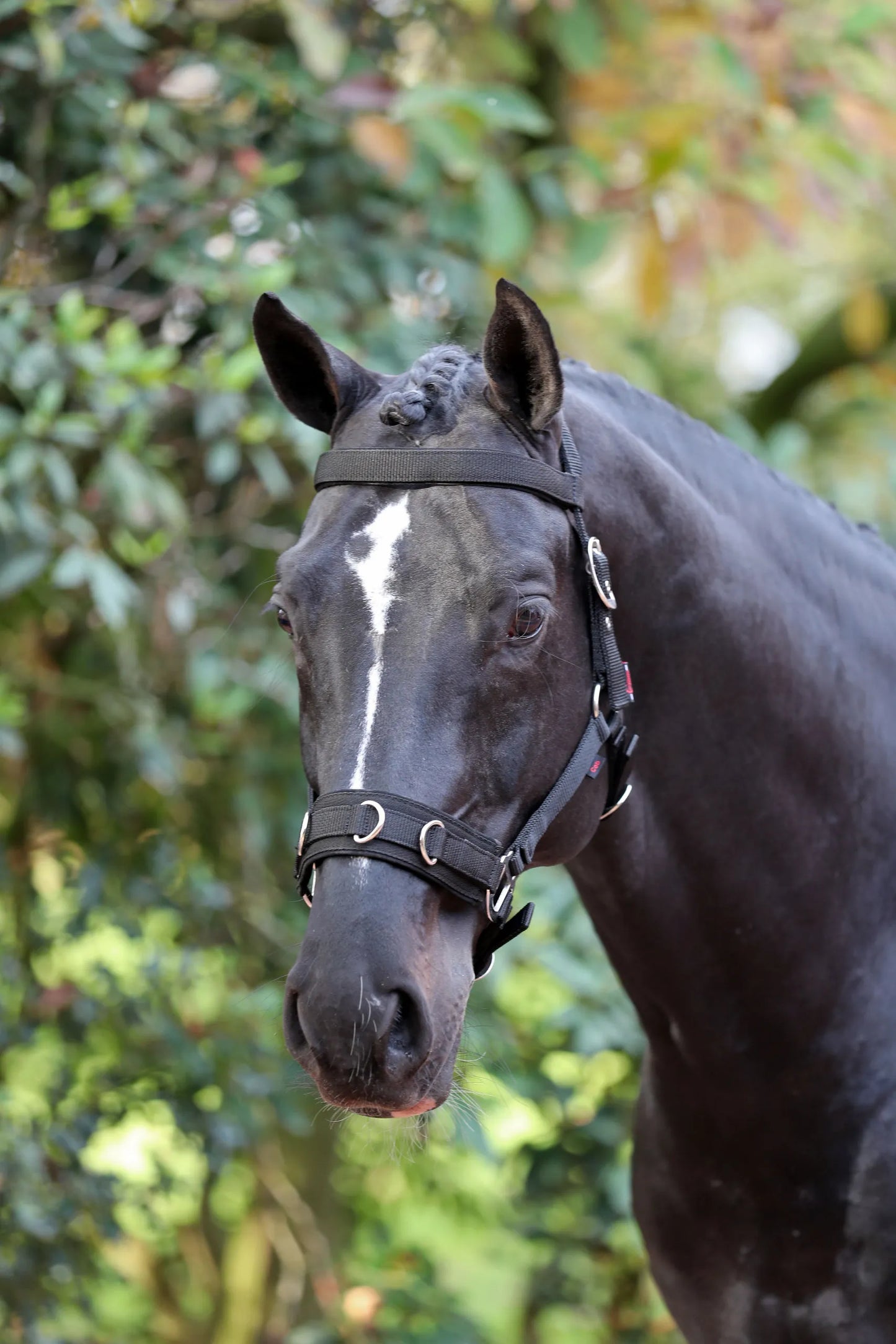 Lunging Halter - Horse Training Halter