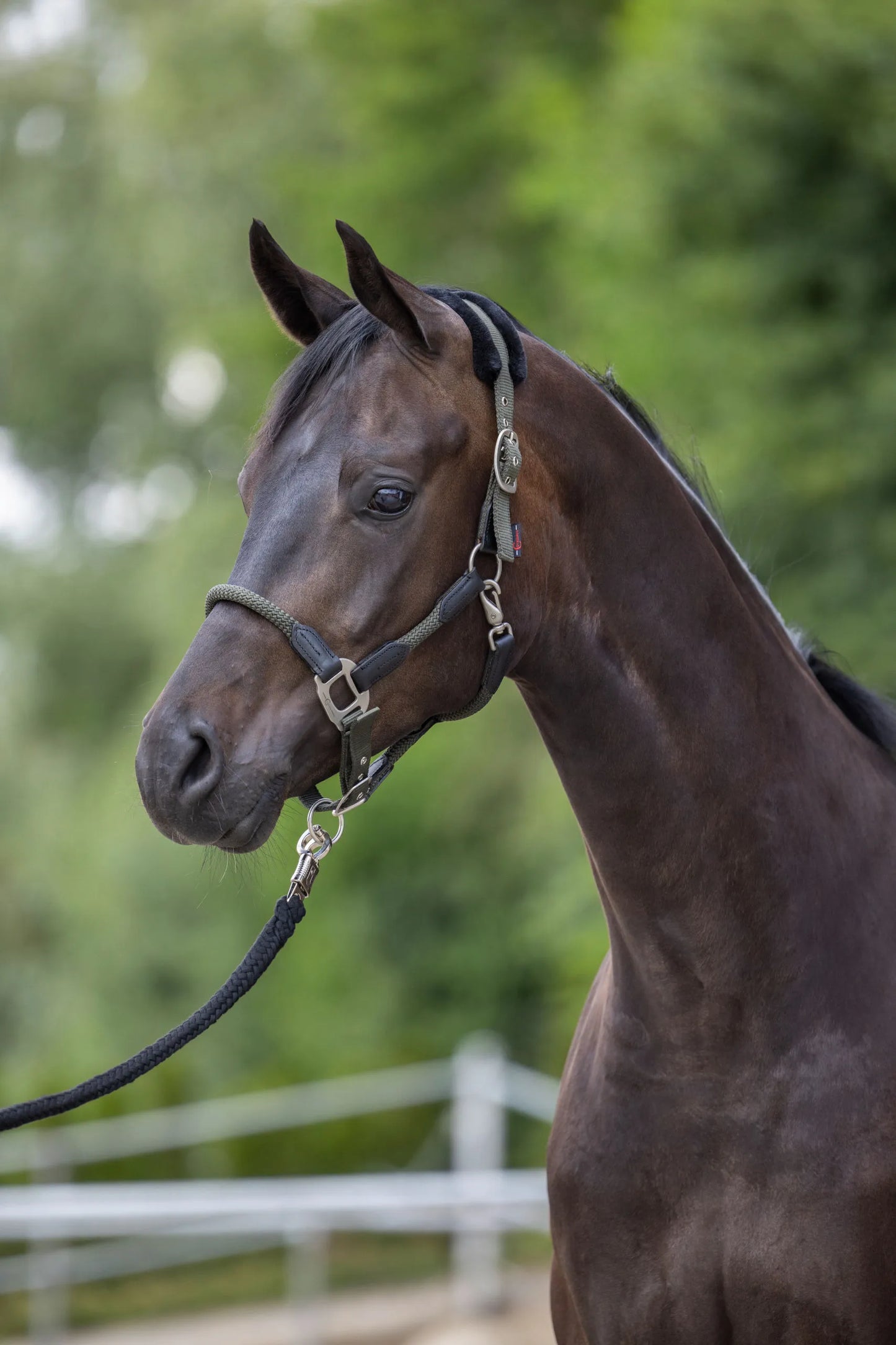 Cordano Horse Halter - Soft Padded Headcollar