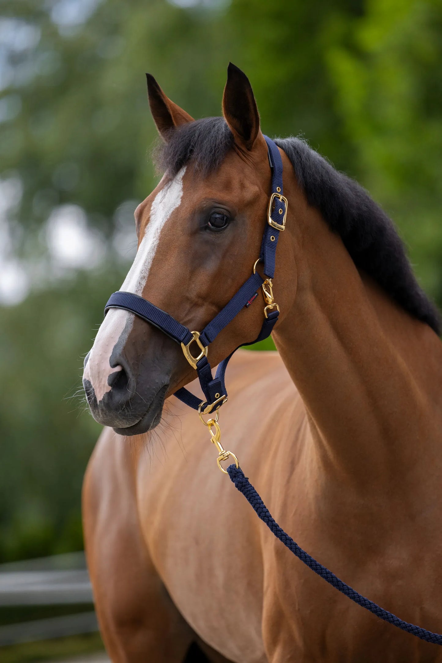 TopLine Horse Halter - Adjustable Headcollar