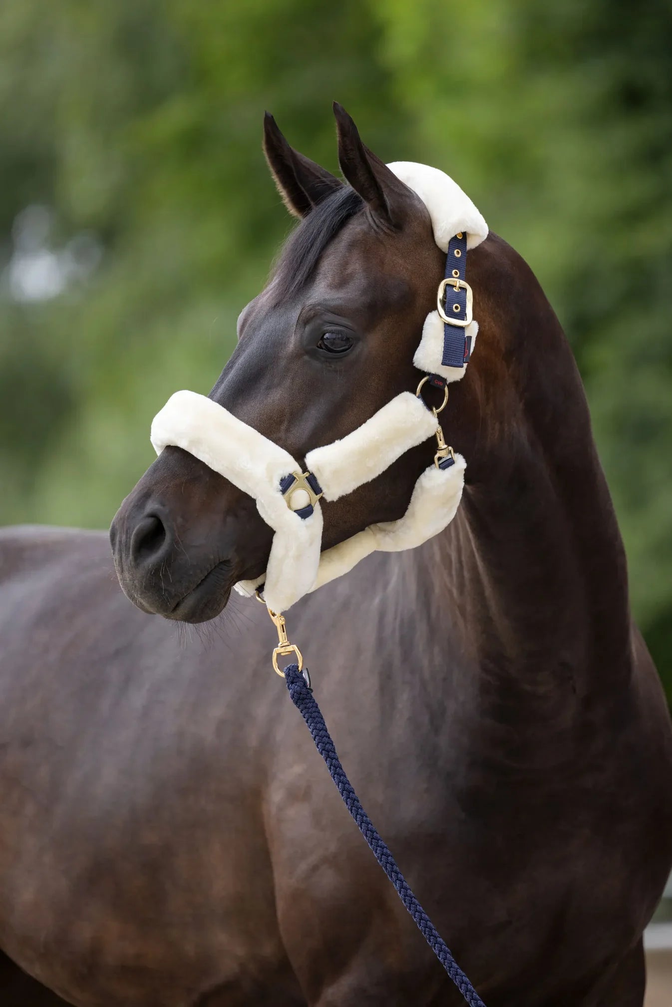 SuperSoft Halter - Soft Padded Horse Headcollar