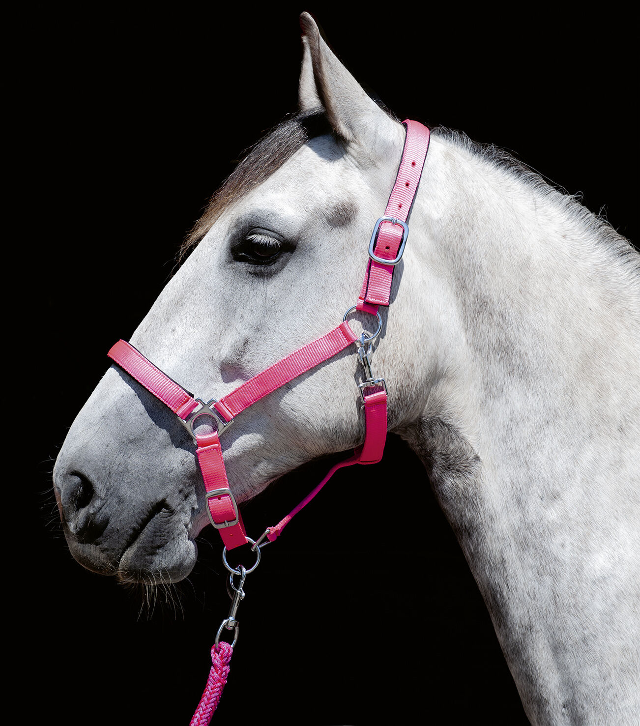Stars Softice Head Collar With Padded Noseband & Headpiece - Horse Head Collar