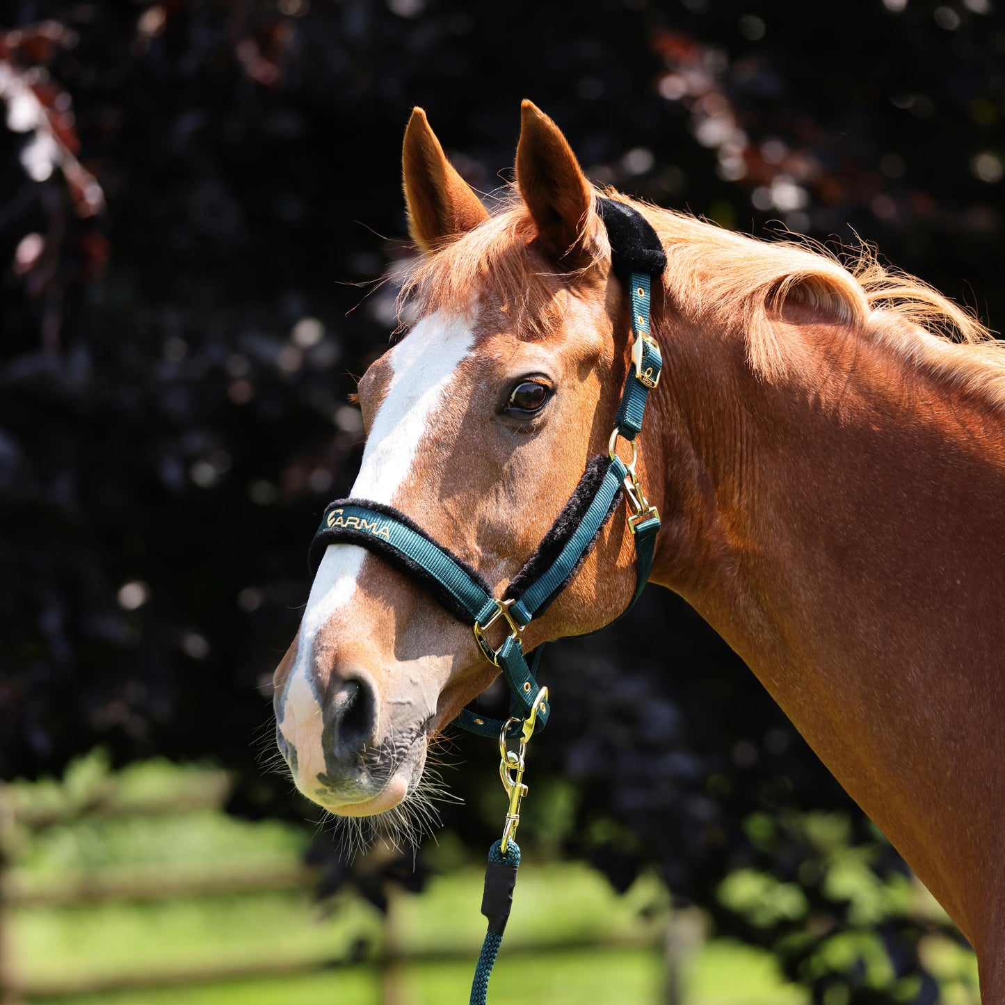 ARMA Logo Padded Headcollar with Lead Rope - Horse Headcollar Set