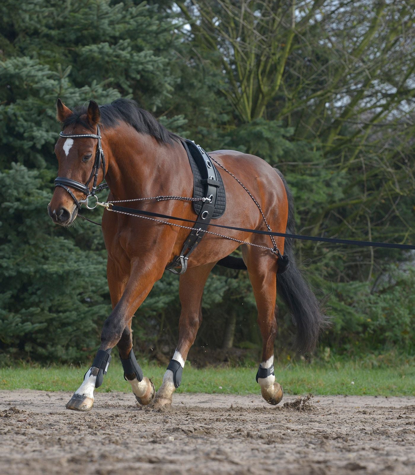 Lunging System - Horse Training Aid