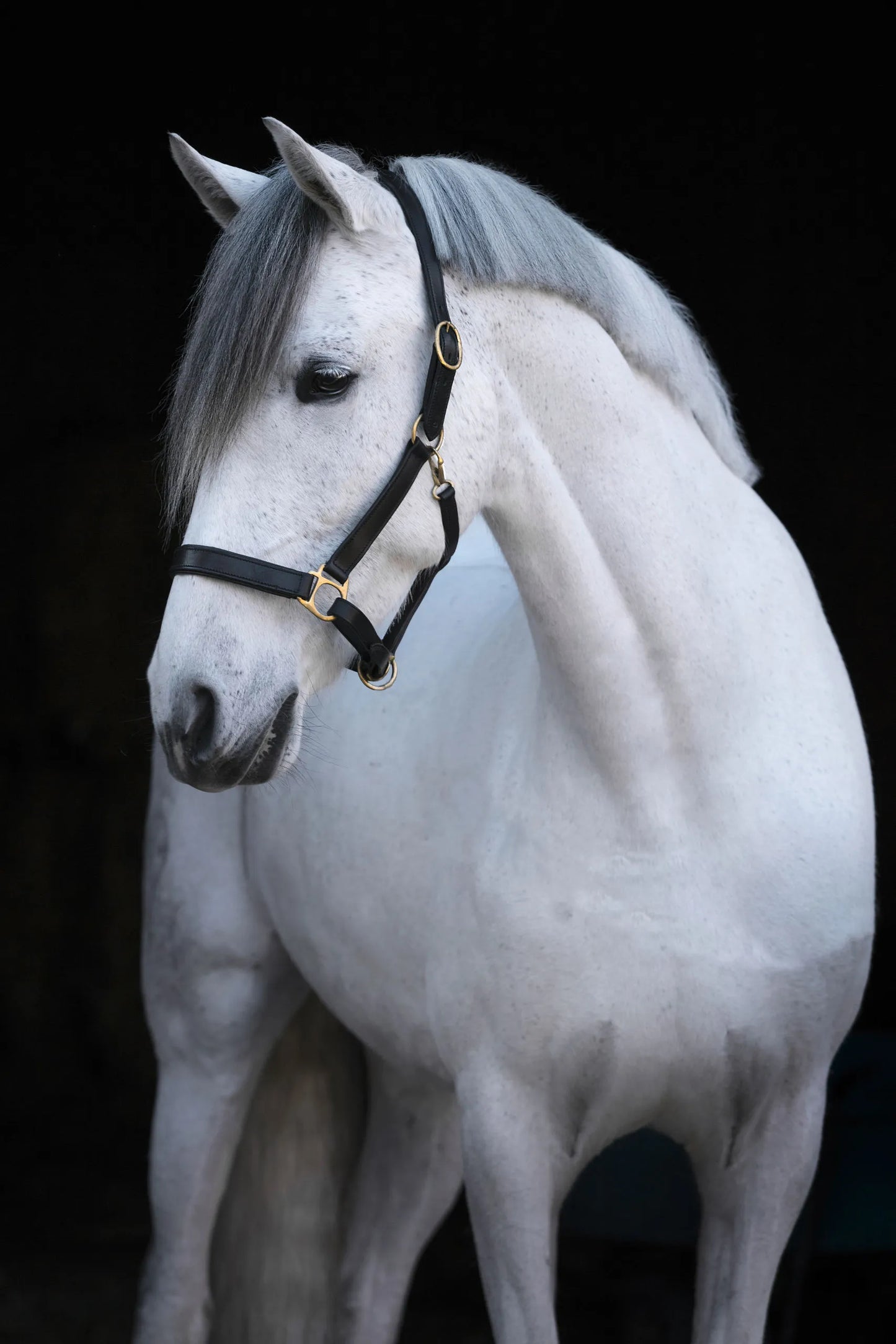 Eco Horse Halter - Adjustable Headcollar