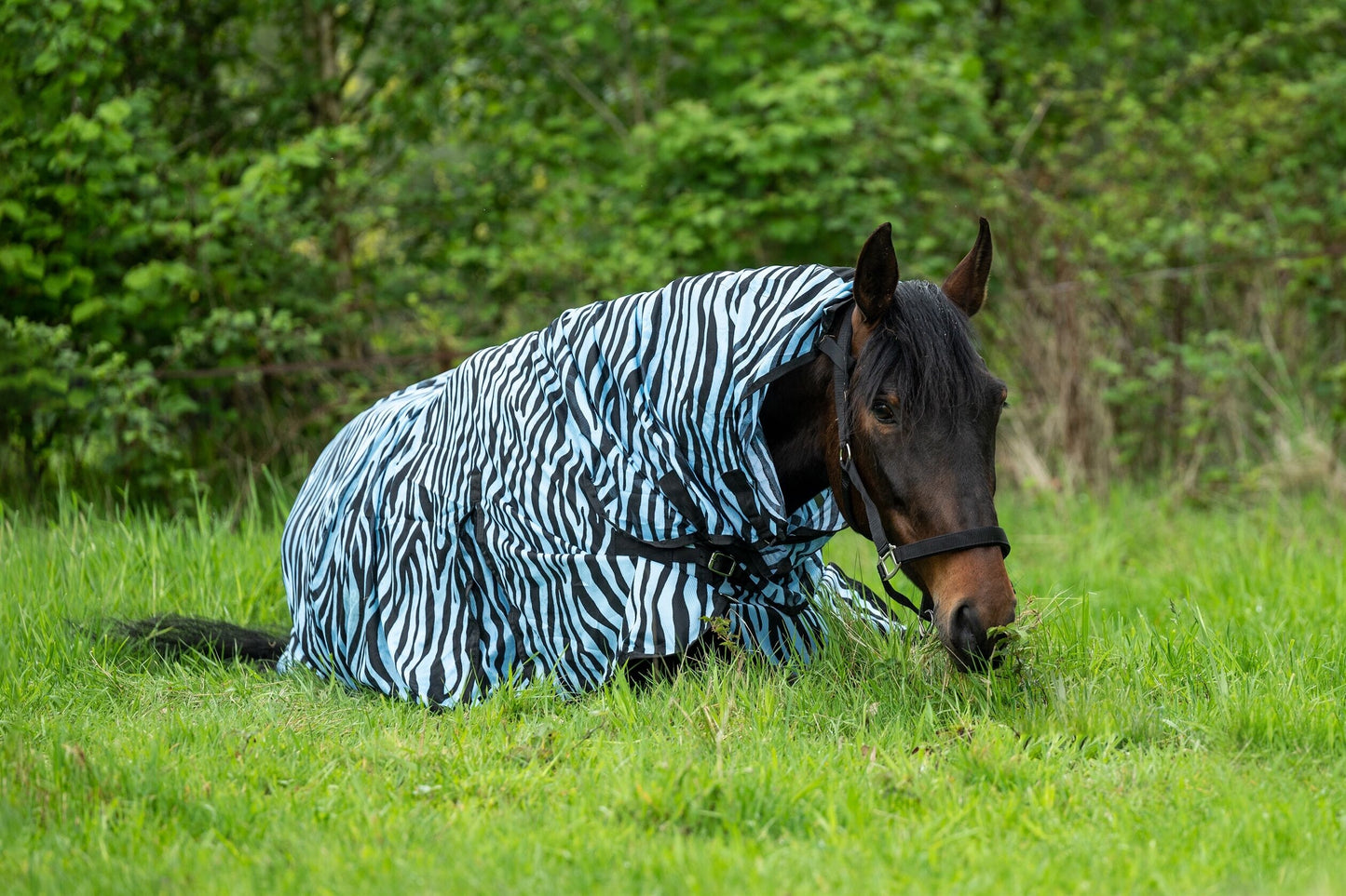 Zebra Aqua Fly Rug with Neck - Horse Fly Sheet