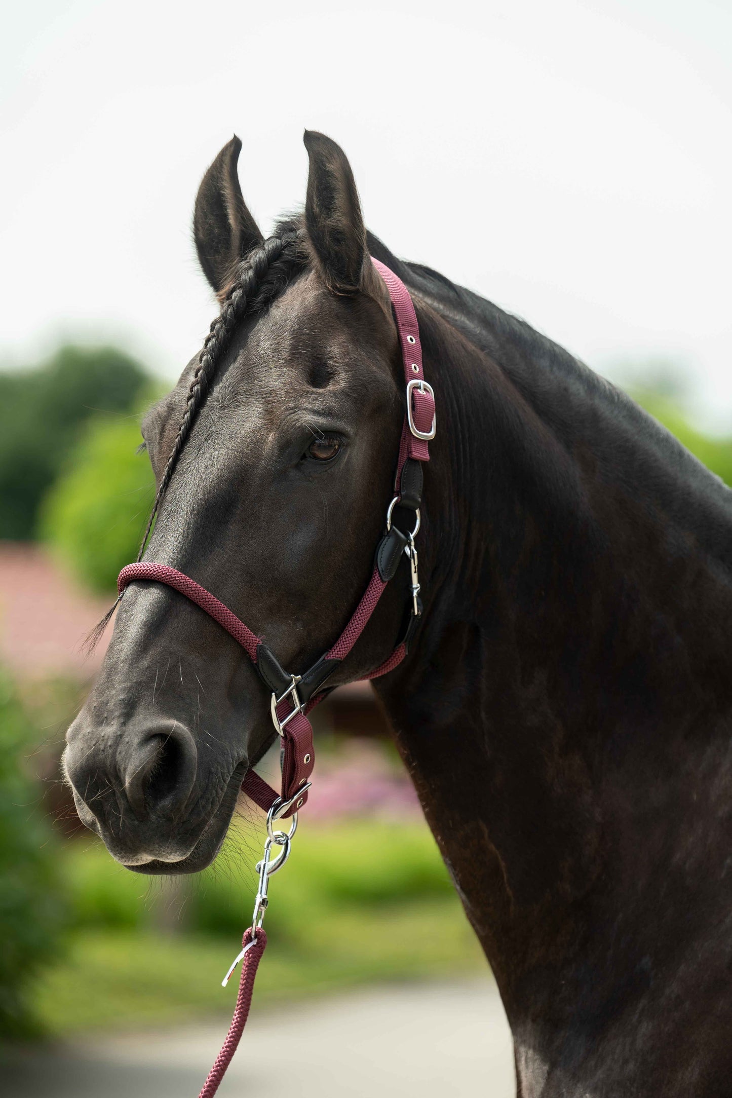 Carlotta Horse Head Collar - Halter for Horses