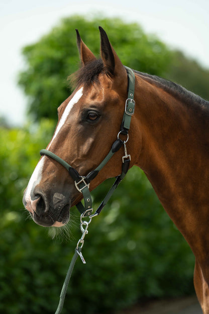 Carlotta Horse Head Collar - Halter for Horses