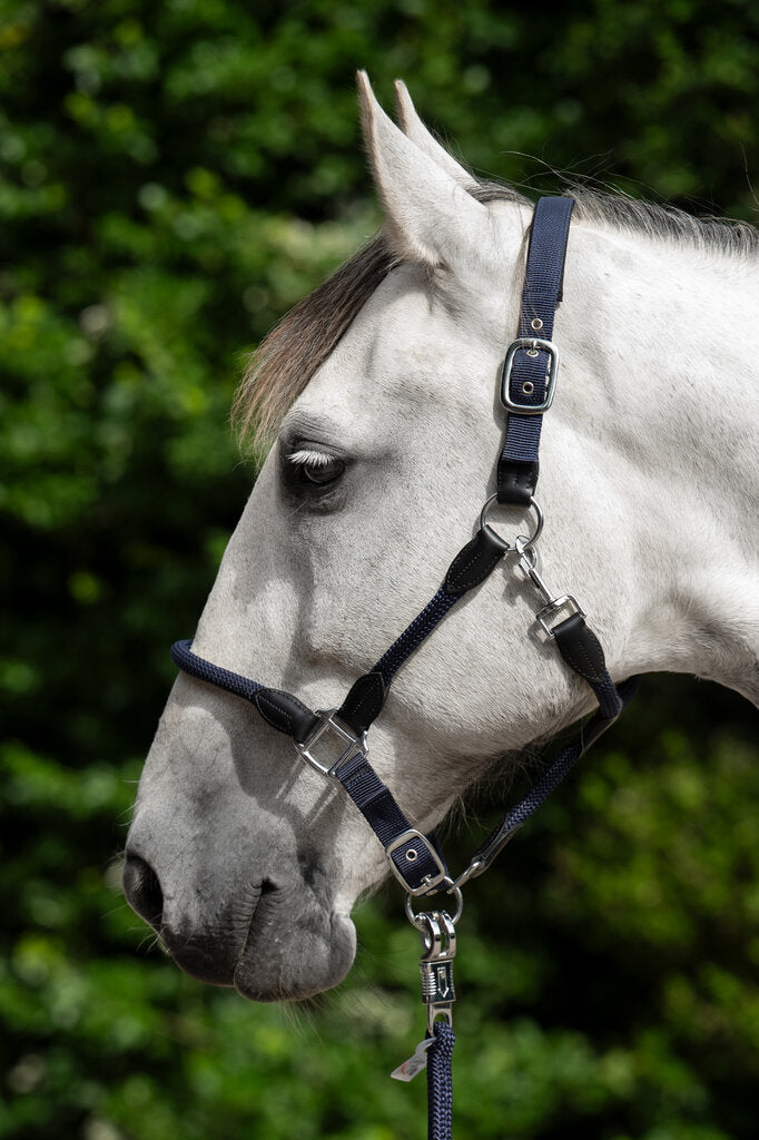 Carlotta Horse Head Collar - Halter for Horses