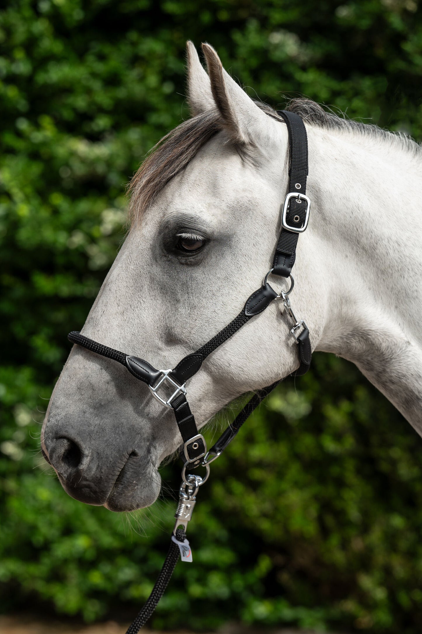 Carlotta Horse Head Collar - Halter for Horses