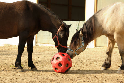 Feed Ball Toy