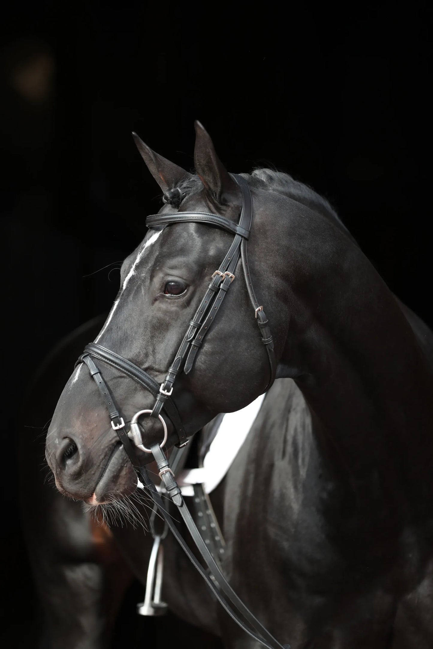 Covalliero Standard Snaffle Bridle