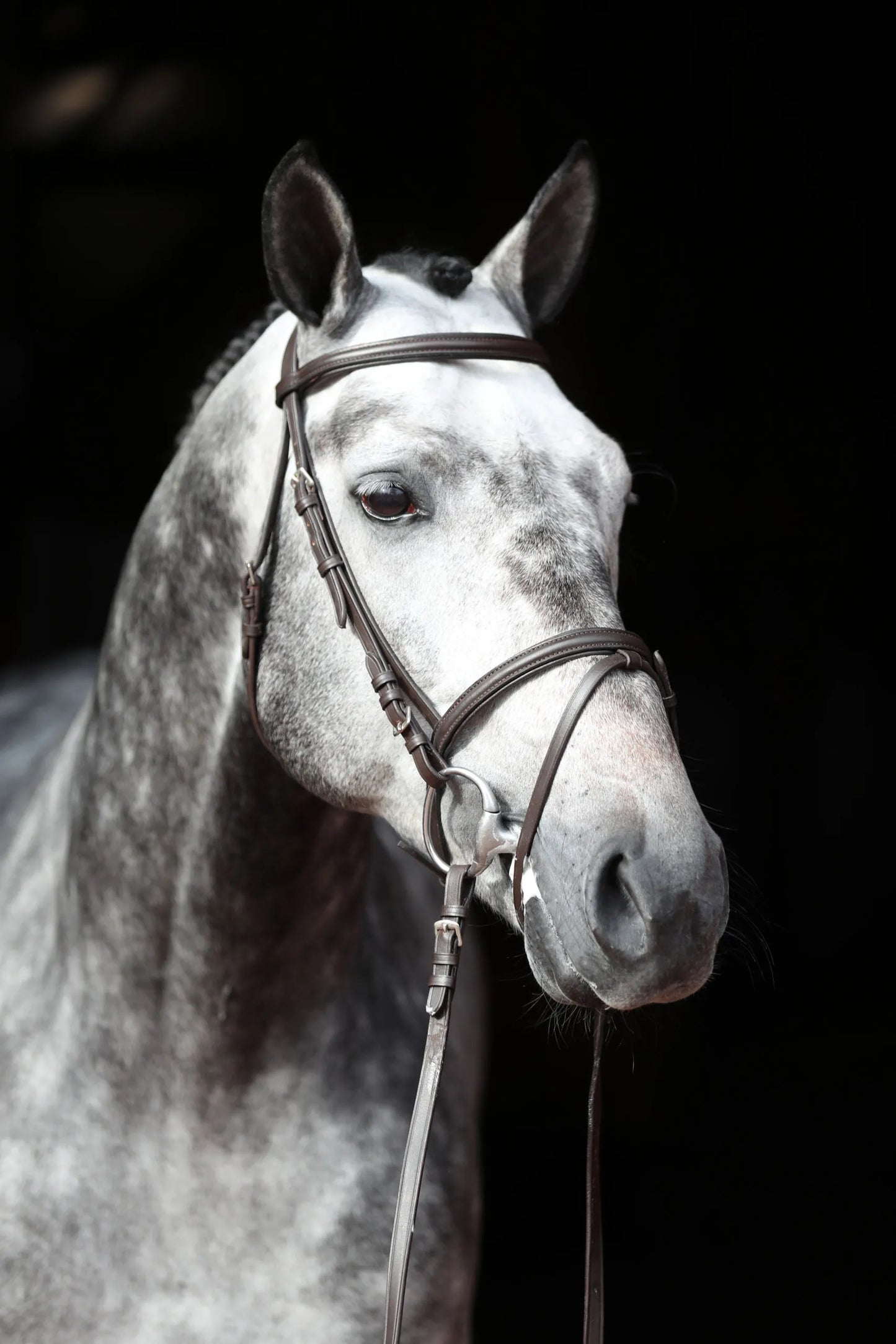 Covalliero Standard Snaffle Bridle