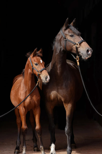 TopLine Horse Halter - Adjustable Headcollar