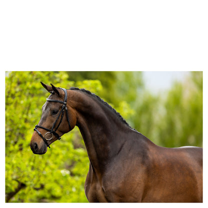 BR Bridle Bedford - Black