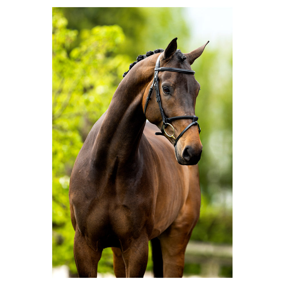 BR Bridle Bedford - Black