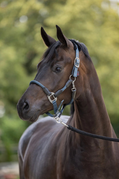 Cordano Horse Halter - Soft Padded Headcollar