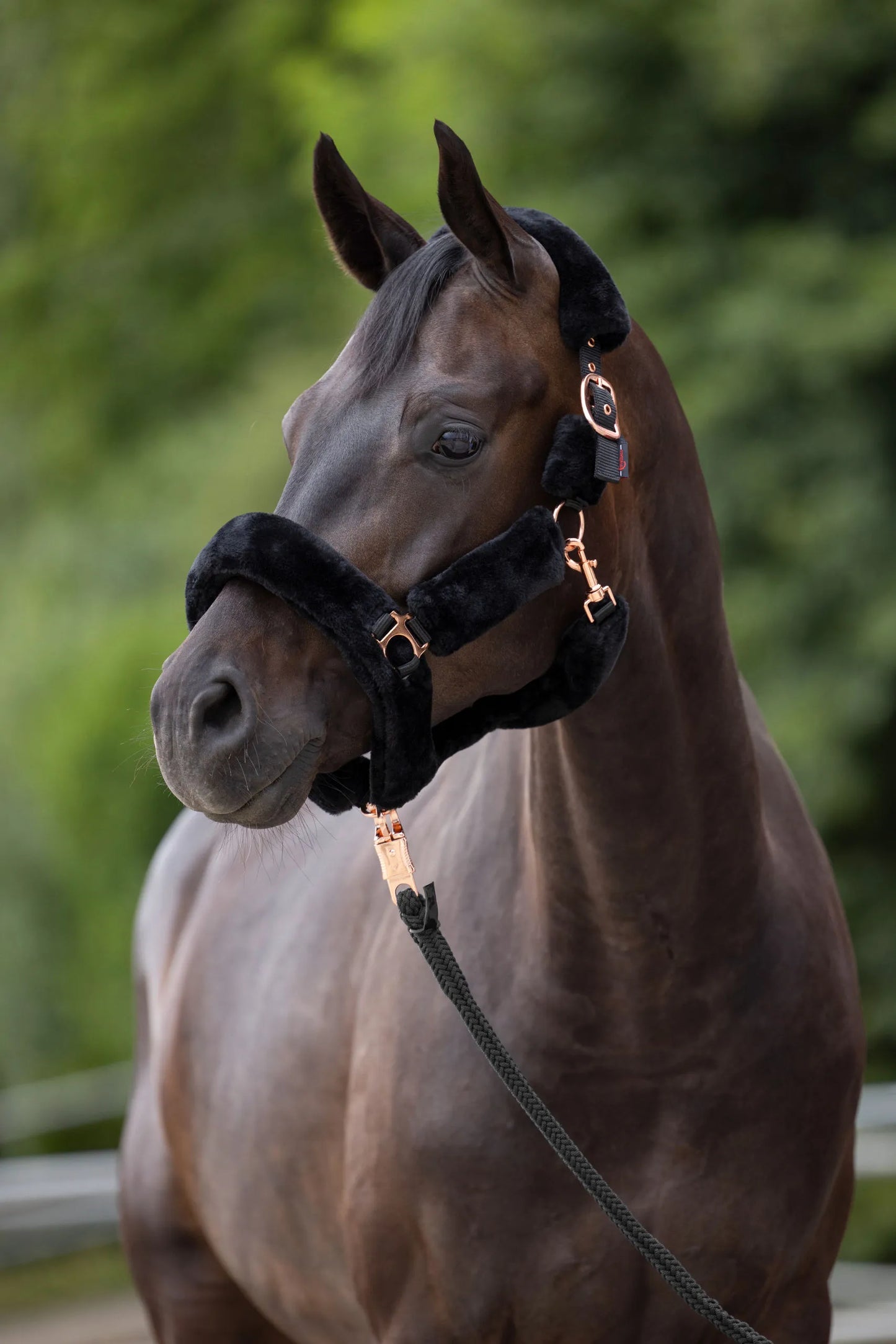 SuperSoft Halter - Soft Padded Horse Headcollar
