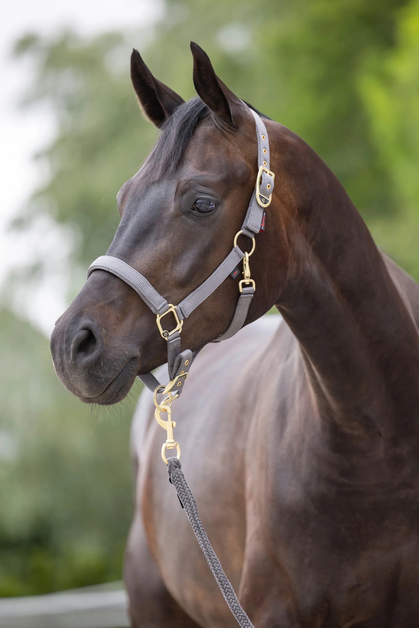 Classy Horse Halter - Adjustable Headcollar