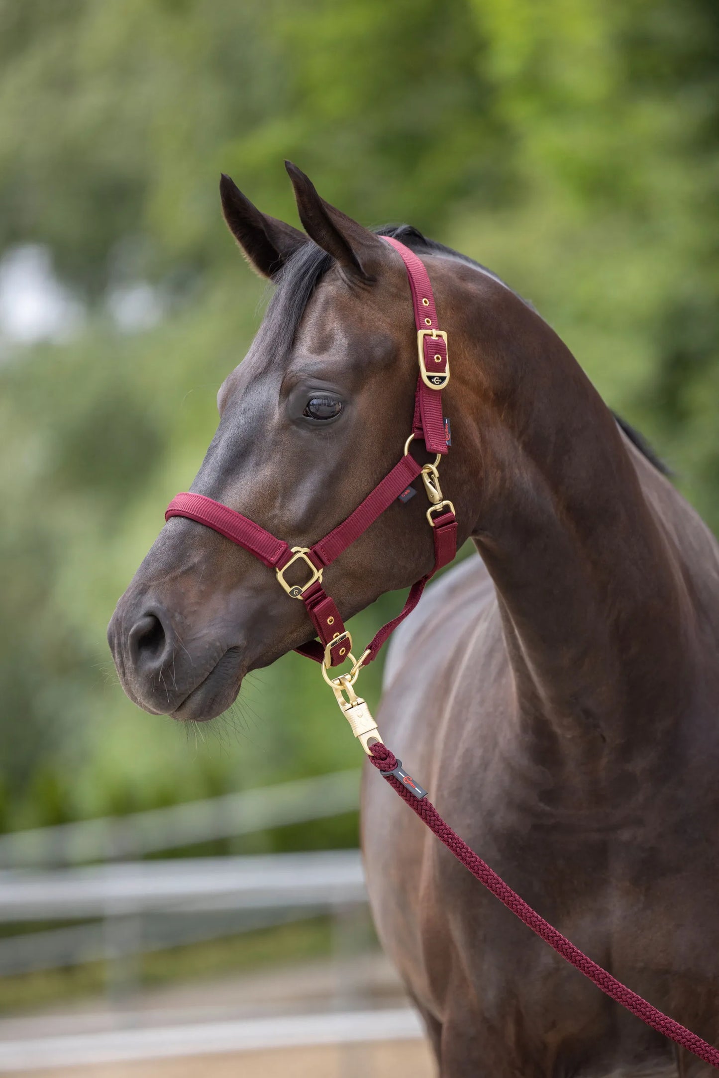 Classy Horse Halter - Adjustable Headcollar