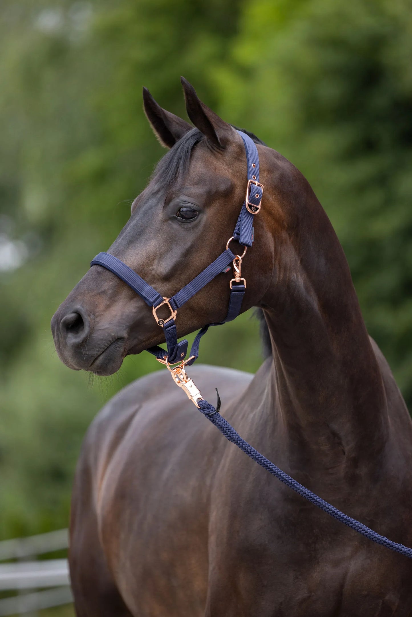 Classy Horse Halter - Adjustable Headcollar