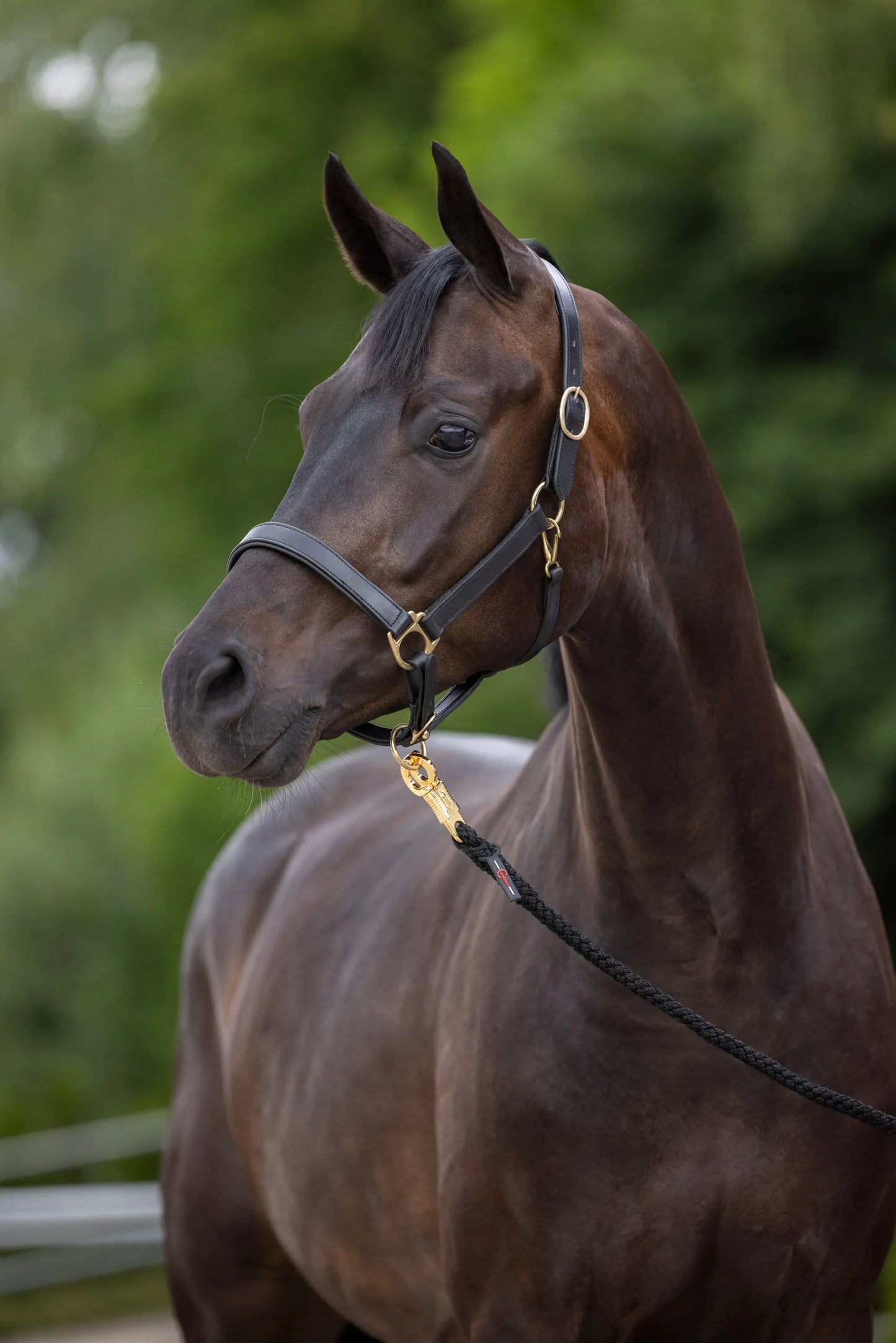 Eco Horse Halter - Adjustable Headcollar