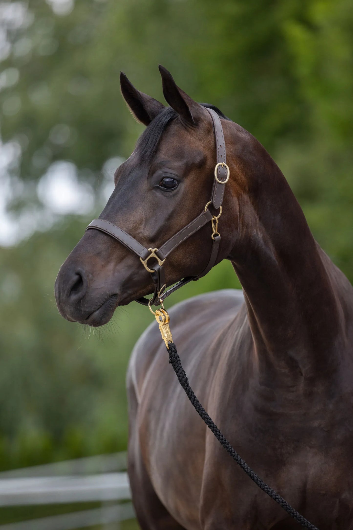 Eco Horse Halter - Adjustable Headcollar