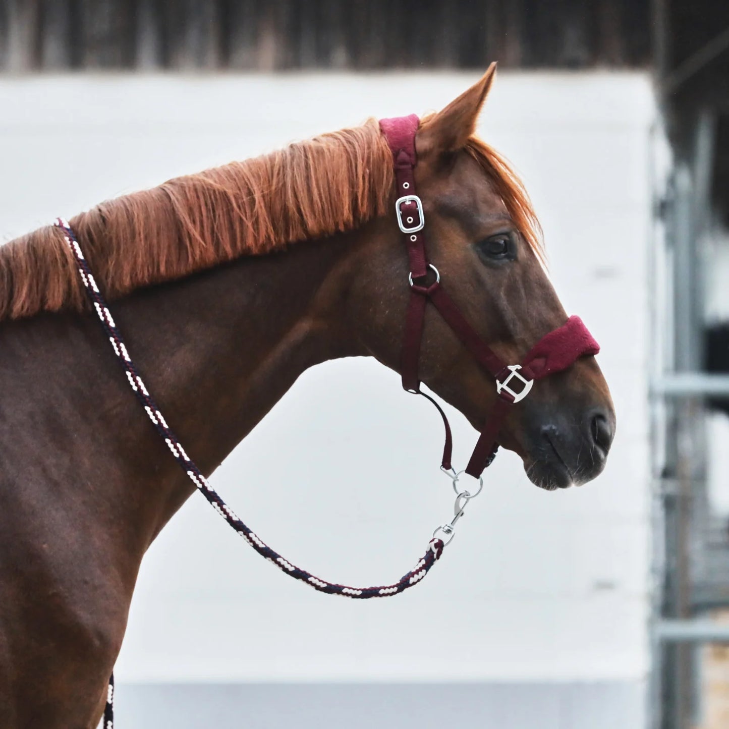 Horse Lead Rope with Snap Hook (Kiel Design)