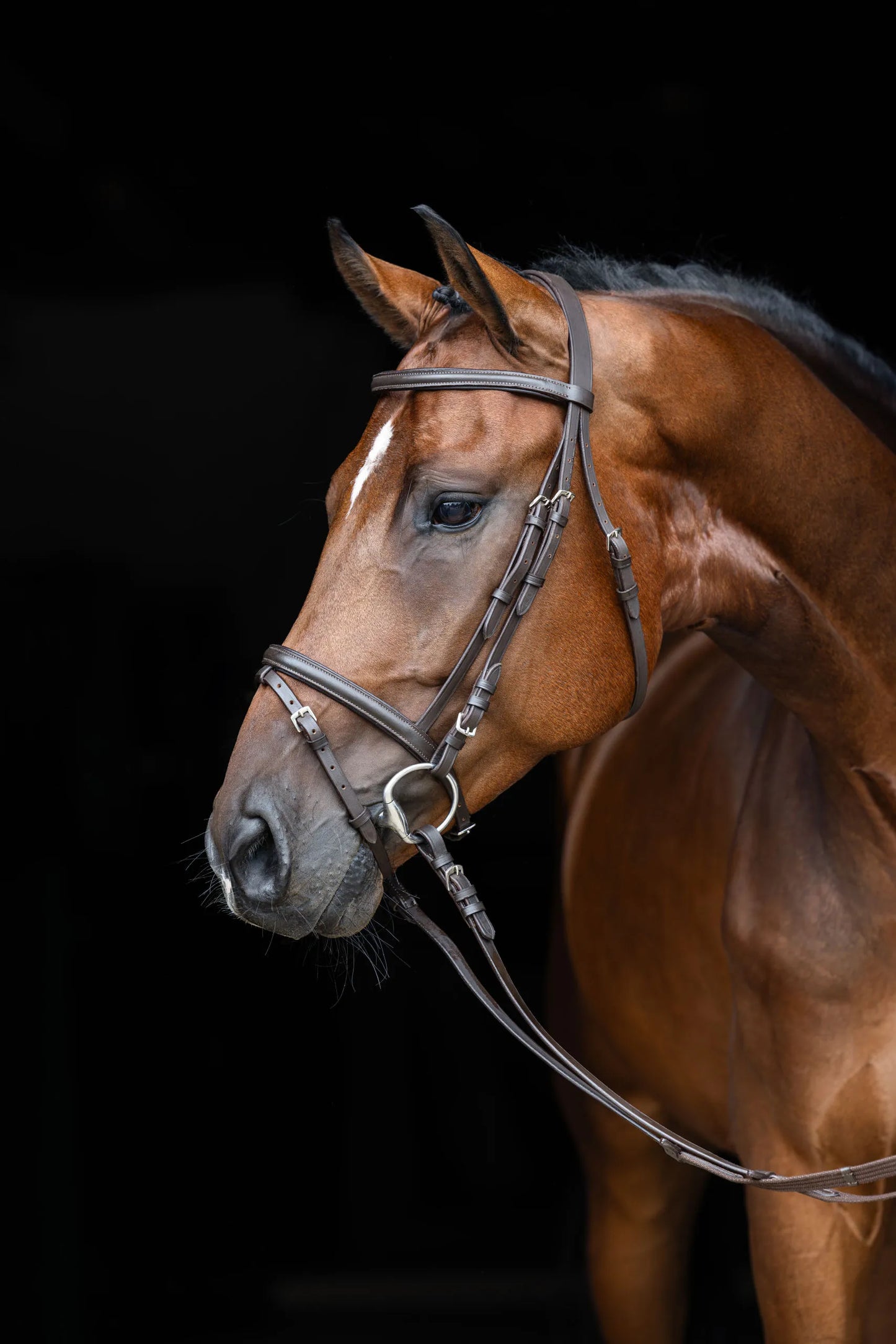 Covalliero Standard Snaffle Bridle