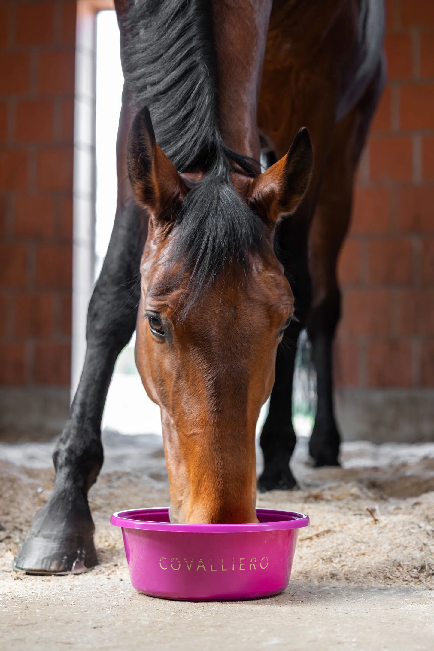 Covalliero Horse Feeding Bowl - Stable Feed Dish