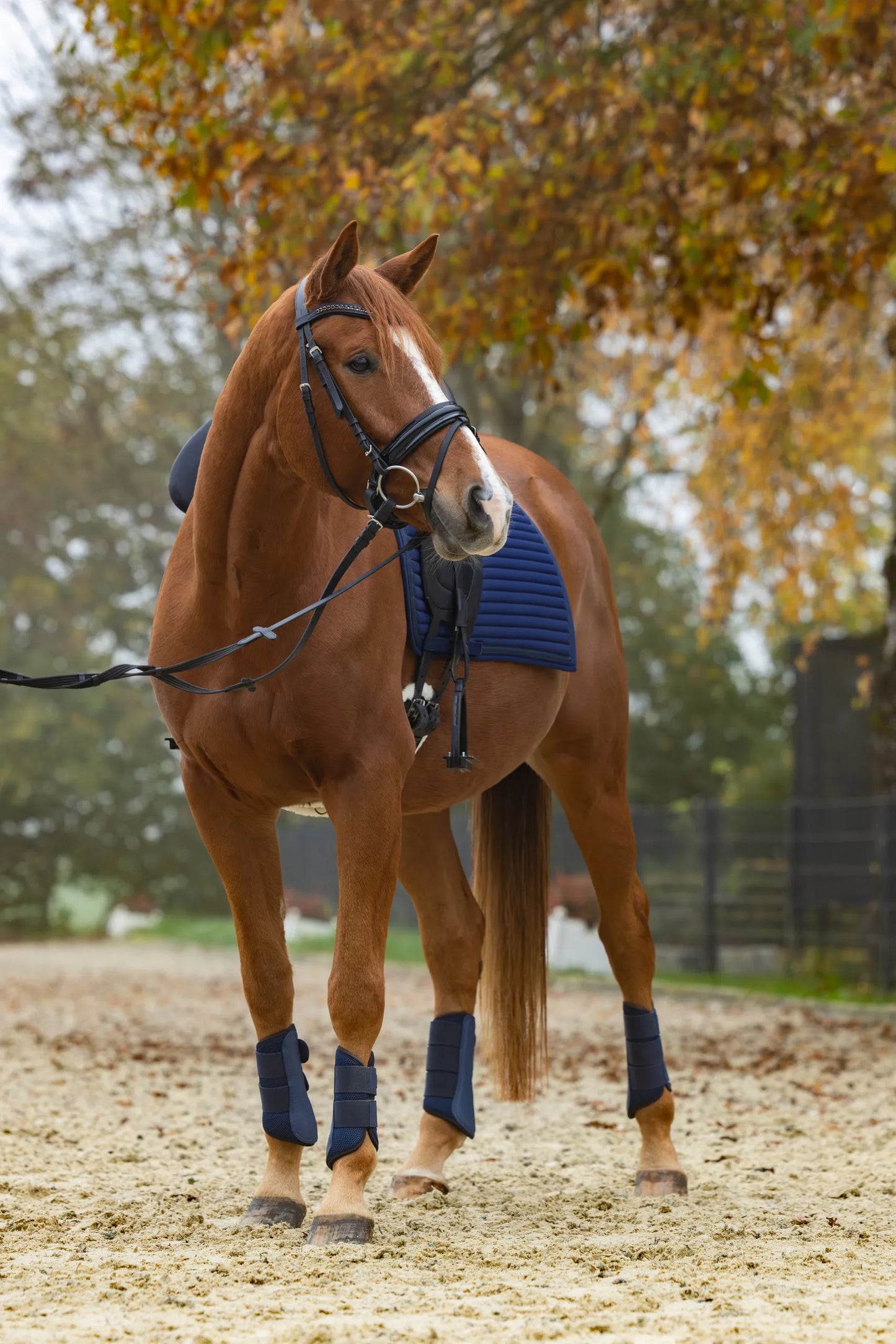 Linea Dressage Saddle Pad - Quilted Horse Saddlecloth