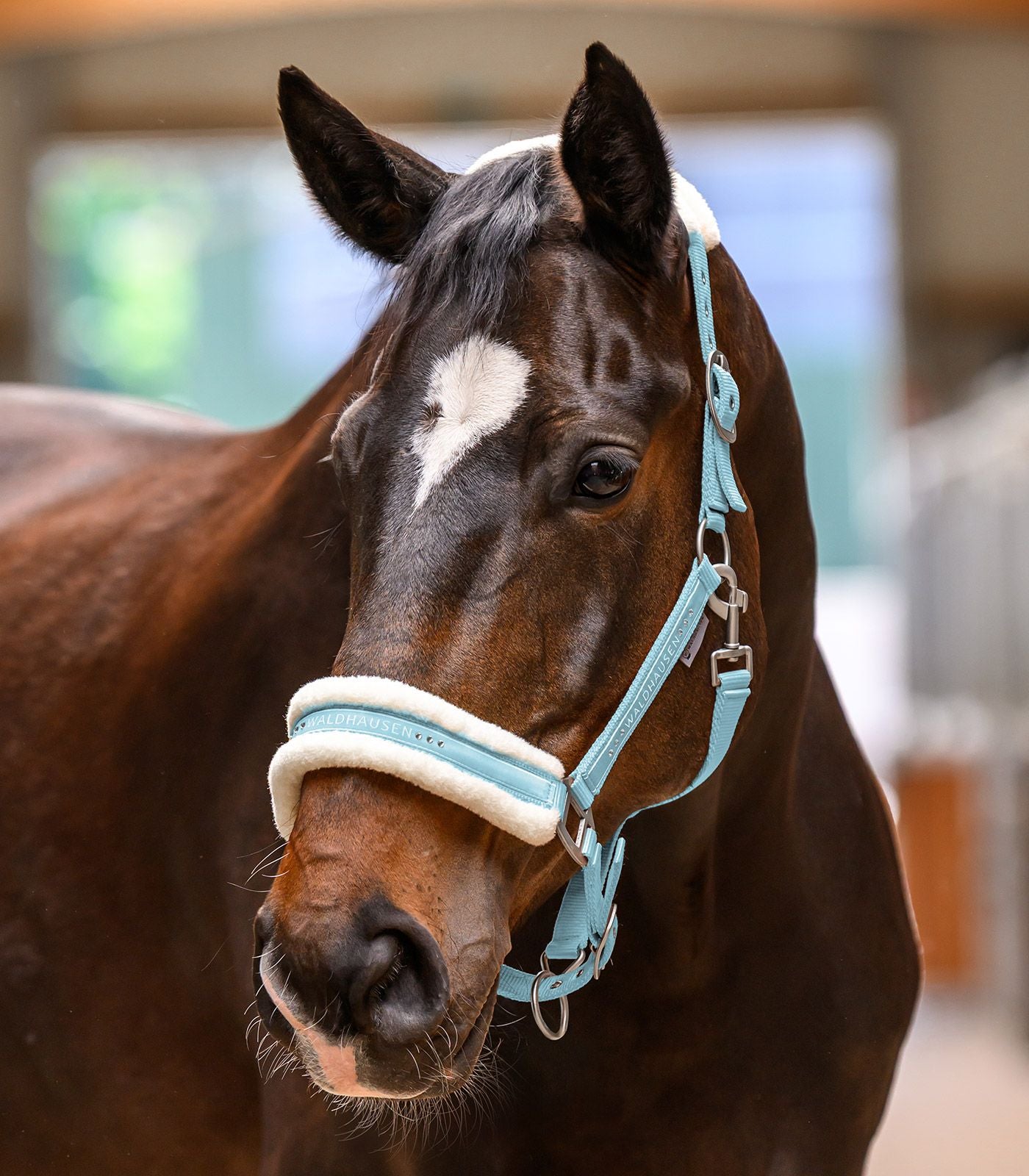Waldhausen Elegant Horse Halter - Padded Headcollar