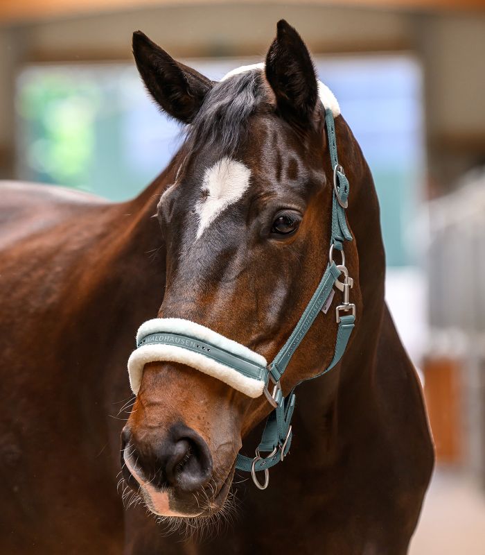 Waldhausen Elegant Horse Halter - Padded Headcollar