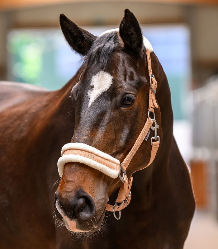 Waldhausen Elegant Horse Halter - Padded Headcollar