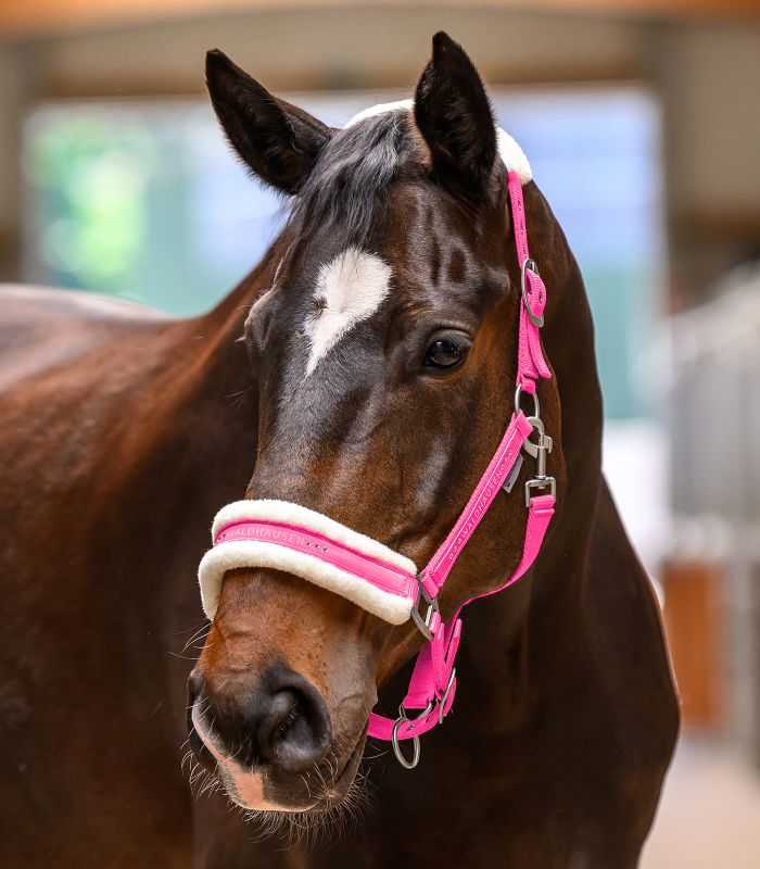 Waldhausen Elegant Horse Halter - Padded Headcollar
