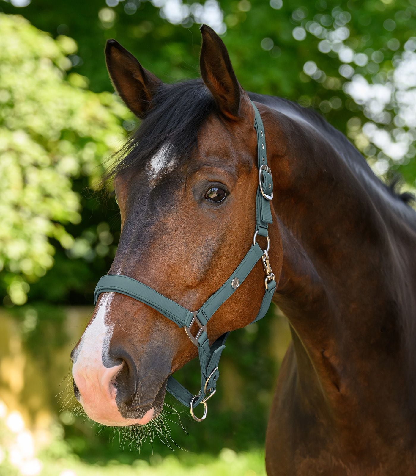 Trinidad Horse Halter - Adjustable Headcollar