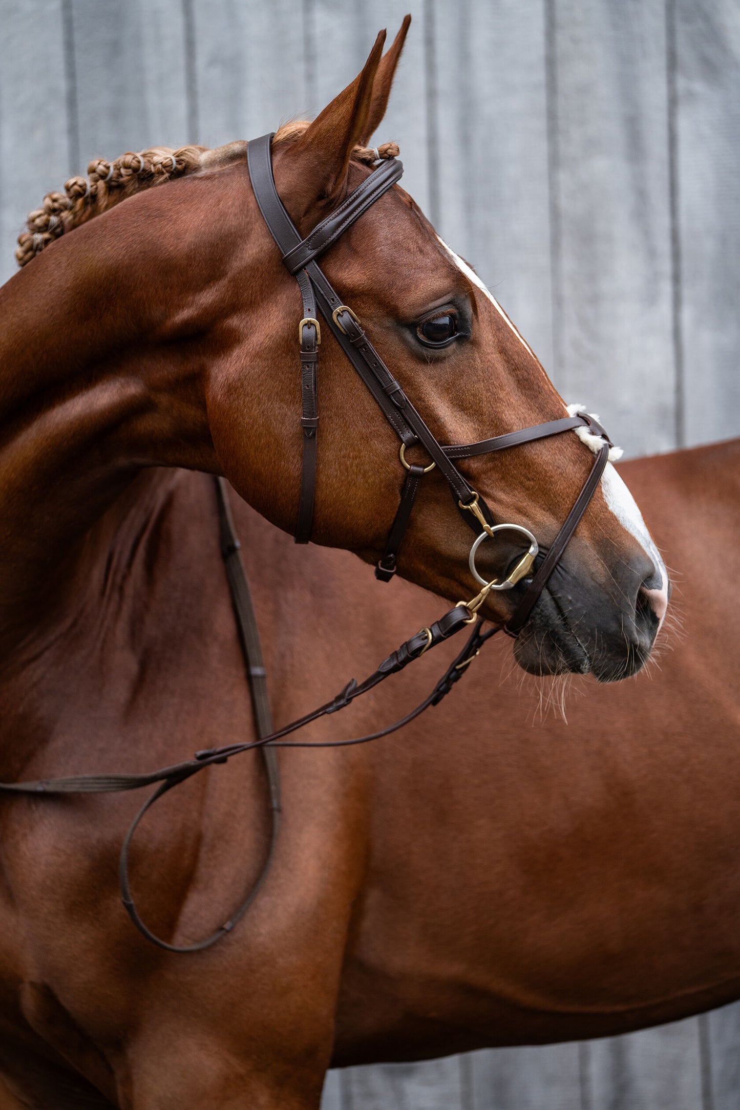 Mexican Style Bridle - Padded Grackle Noseband