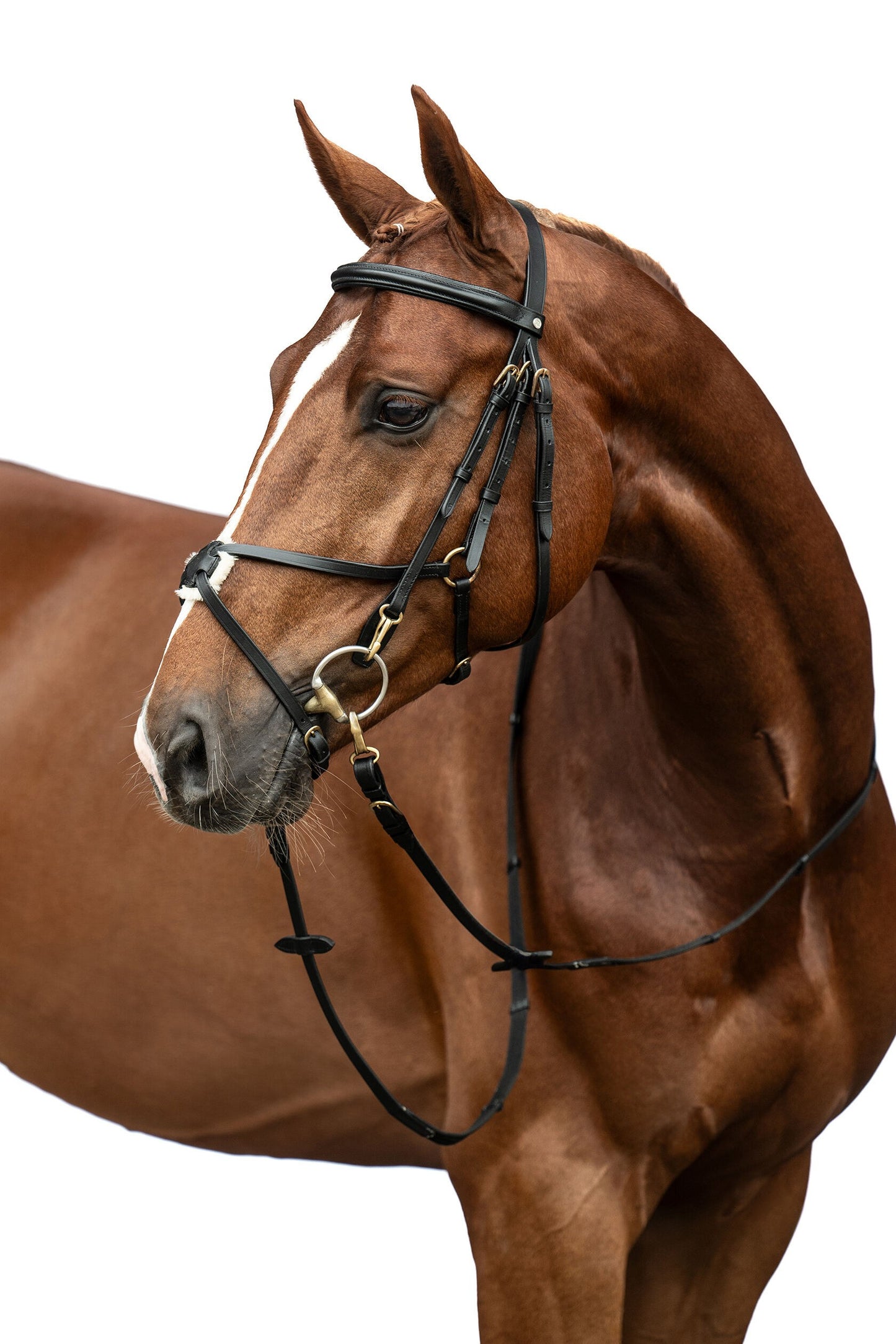Mexican Style Bridle - Padded Grackle Noseband