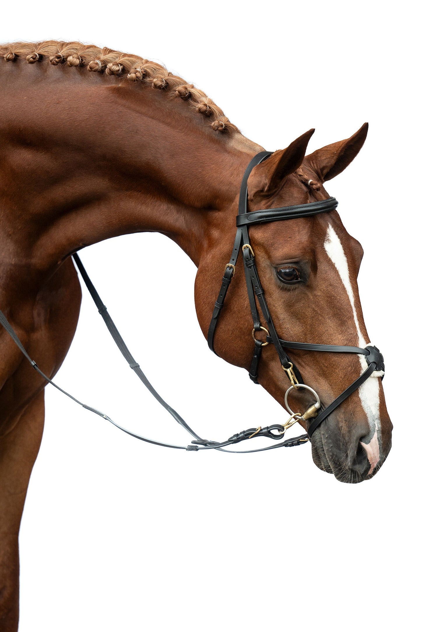 Mexican Style Bridle - Padded Grackle Noseband