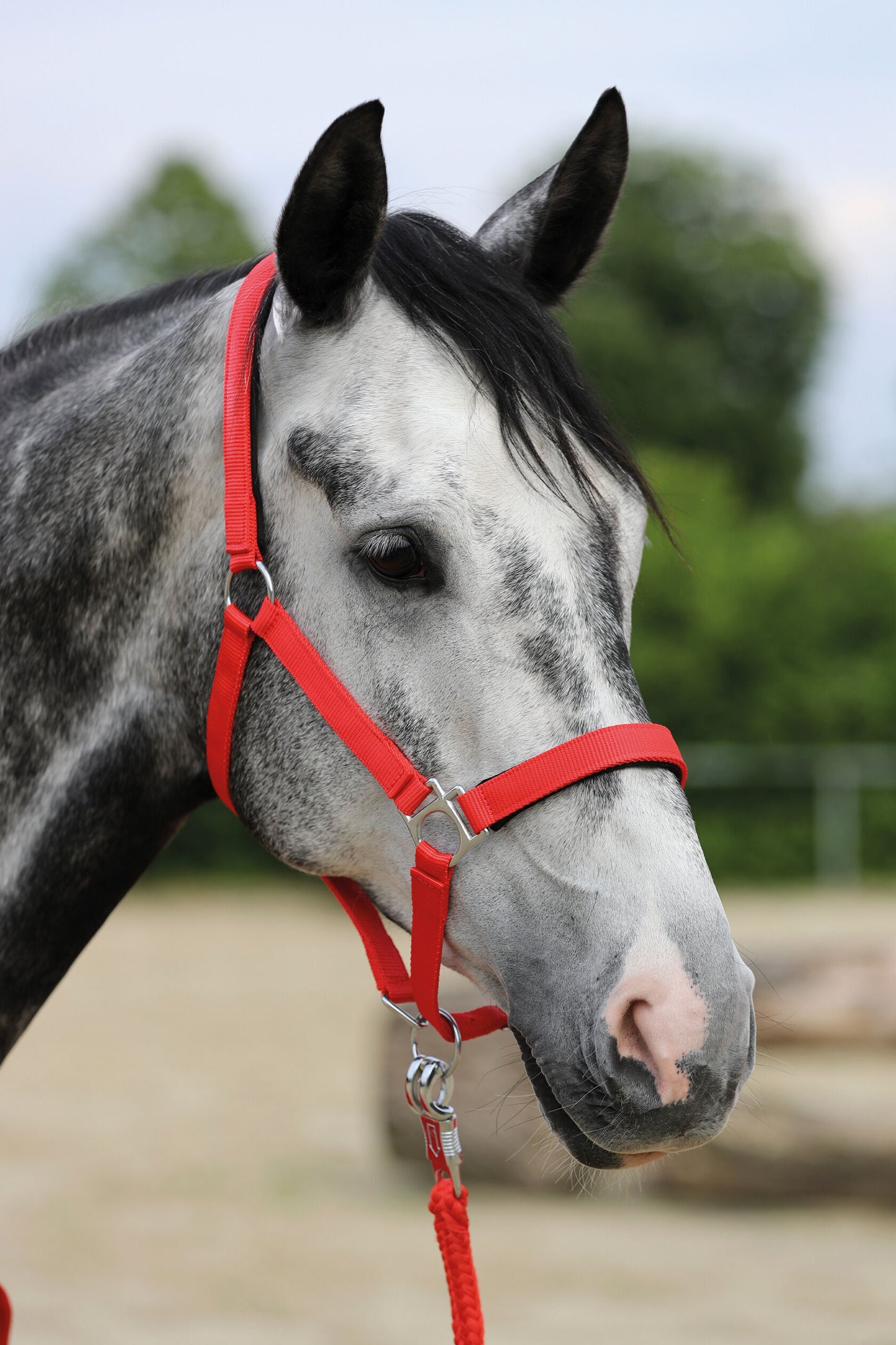 Stars Softice Head Collar with Soft Padding - Horse Head Collar